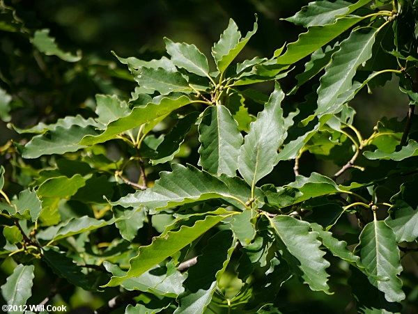 Chestnut Oak - Quercus prinus