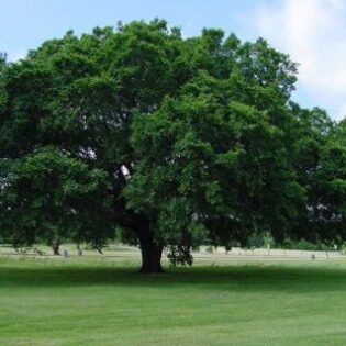 American Elm - Ulmus americana