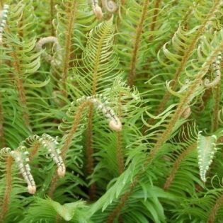 Christmas Fern - Polystichum acrostichoides