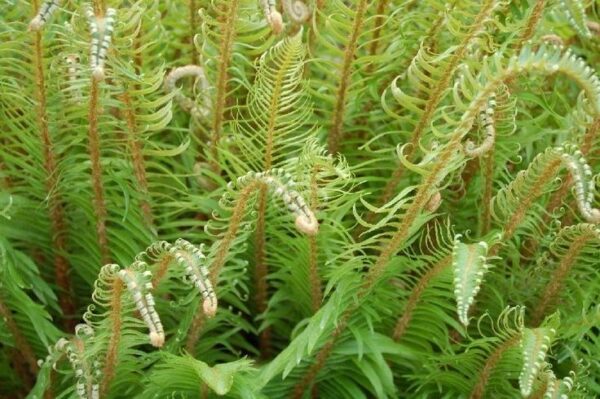 Christmas Fern - Polystichum acrostichoides