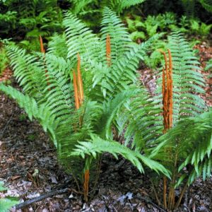 Cinnamon Fern - Osmunda cinnamomea