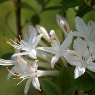 Clammy Azalea - Rhododendron viscosum