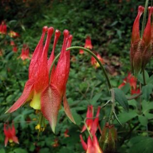 Columbine - Aquilegia canadensis