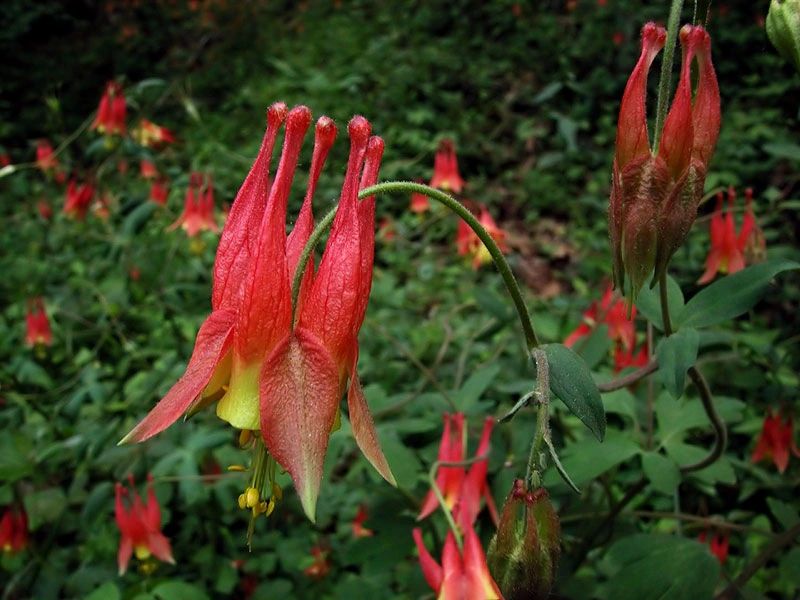 Columbine - Aquilegia canadensis