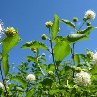 Common Buttonbush - Cephalanthus occidentalis