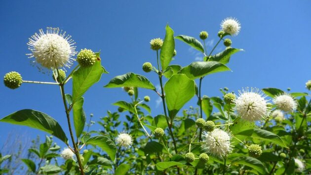 Cephalanthus Sugarshack Buttonbush For Sale Online