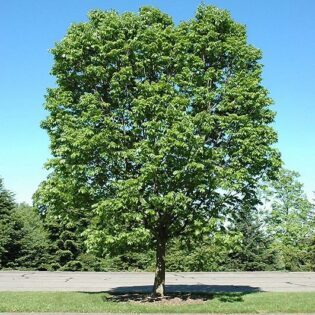 Common Hackberry - Celtis occidentalis