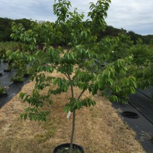 Common Persimmon - Diospyros virginiana
