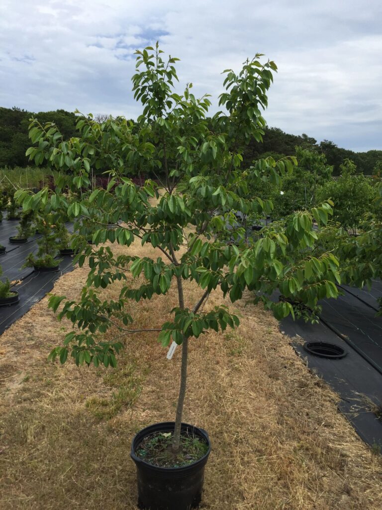Common Persimmon - Diospyros virginiana