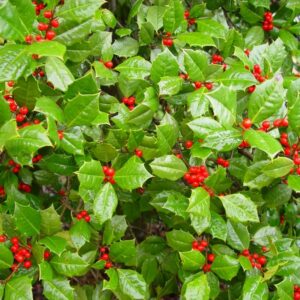 American Holly - Ilex opaca