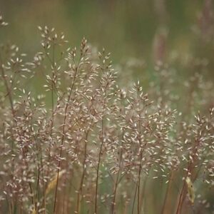 Crinkled Hair Grass - Deschampsia flexuosa