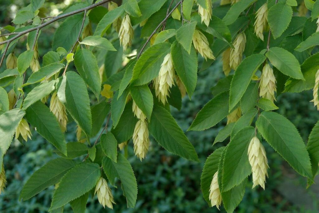 Eastern Hop Hornbeam - Ostrya virginiana