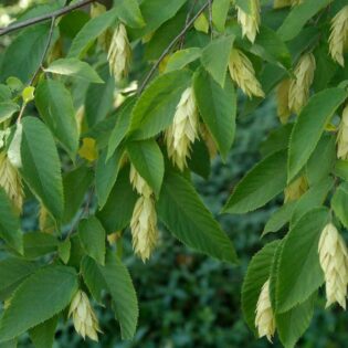 Eastern Hop Hornbeam - Ostrya virginiana