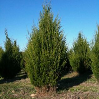 Eastern Red Cedar - Juniperus virginiana