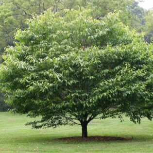 American Hornbeam - Carpinus caroliniana