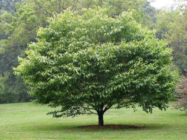 American Hornbeam - Carpinus caroliniana