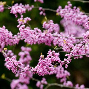 Eastern redbud - Cercis canadensis