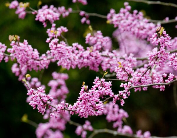Eastern redbud - Cercis canadensis