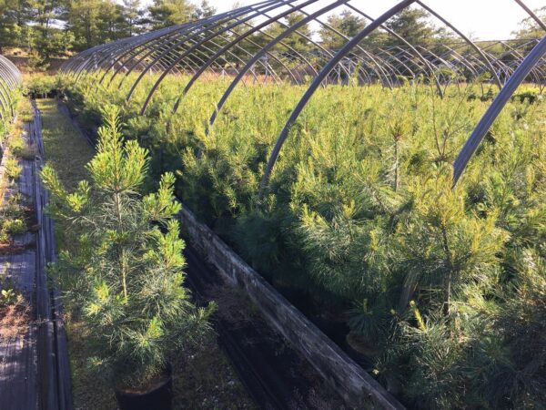 Eastern White Pine - Pinus strobus