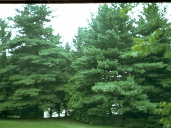 Eastern White Pine - Pinus strobus