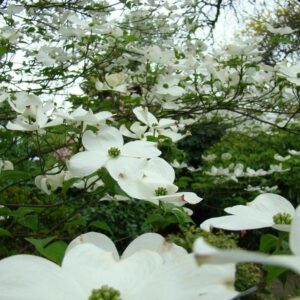 Flowering Dogwood - Cornus florida
