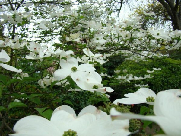 Flowering Dogwood - Cornus florida