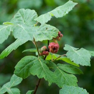 Fragrant Sumac - Rhus aromatica