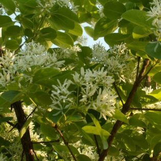 Fringe Tree - Chionanthus virginicus