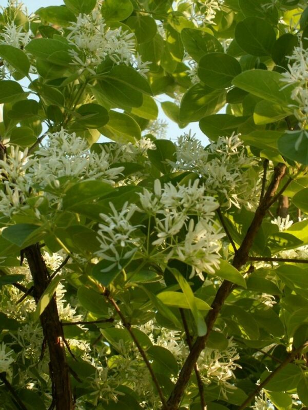 Fringe Tree - Chionanthus virginicus