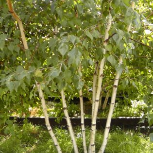 Gray Birch - Betula populifolia