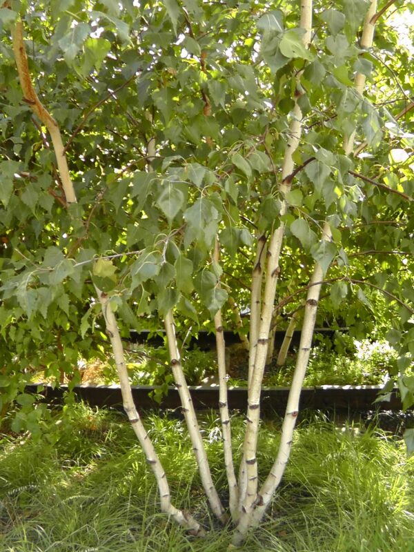 Gray Birch - Betula populifolia