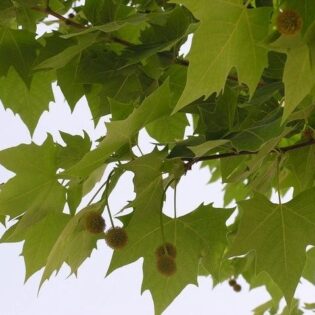 American Sycamore - Platanus occidentalis