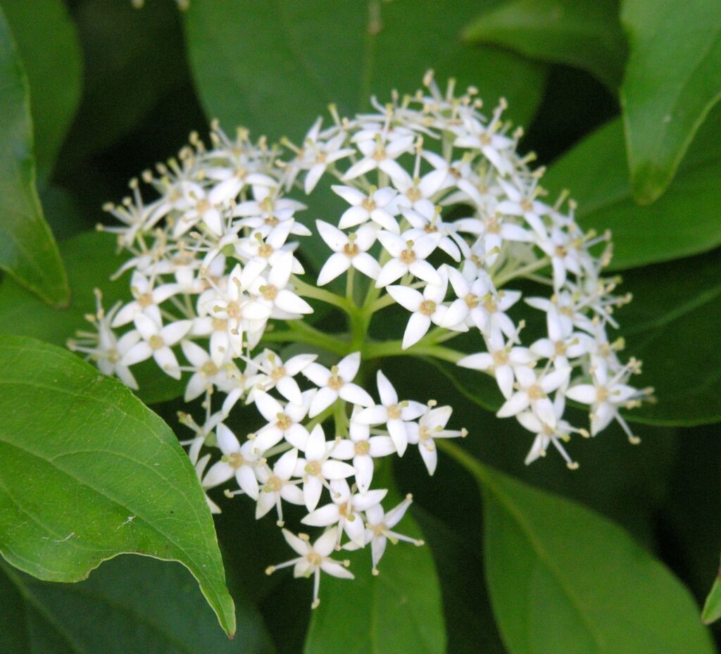 Gray Dogwood - Cornus racemosa