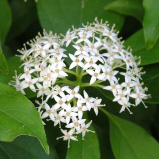 Gray Dogwood - Cornus racemosa