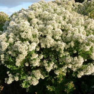 Groundsel Tree - Baccharis halimifolia