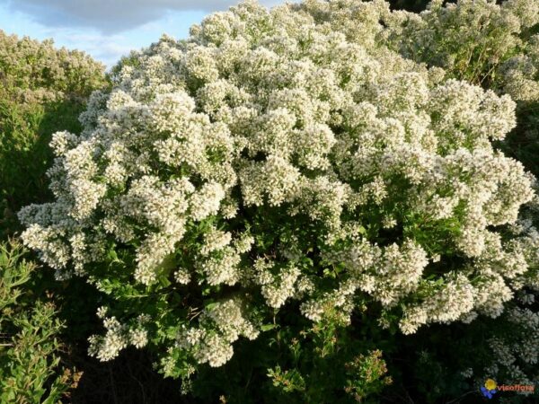 Groundsel Tree - Baccharis halimifolia