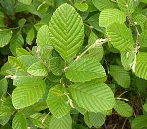 Hazel Alder - Alnus serrulata