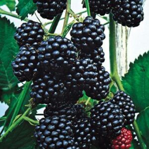 Highbush Blackberry - Rubus allegheniensis