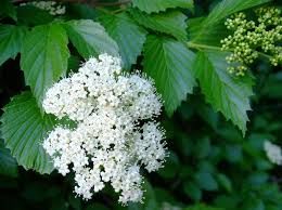 Arrowwood - Viburnum dentatum