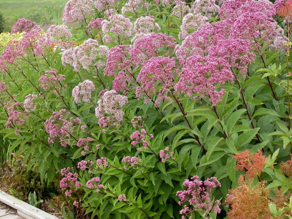 Joe Pie Weed - Eupatorium fistulosum