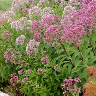 Joe Pie Weed - Eupatorium fistulosum