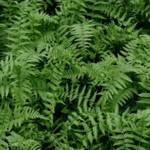 Lady Fern - Athryrium felix