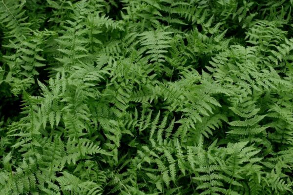 Lady Fern - Athryrium felix