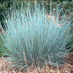 Little Bluestem - Schizachyrium scoparium