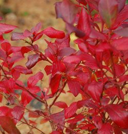 Low Bush Blueberry - Vaccinium angustifolium