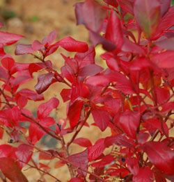 Blueberry Is A 'super-fruit' With High Demand From Consumers Worldwide | OMEX Agrifluids