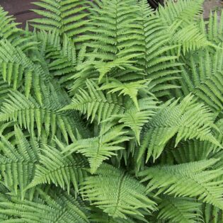 Marginal Shield Fern - Dryopteris marginalis