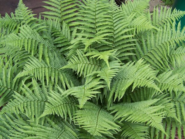 Marginal Shield Fern - Dryopteris marginalis
