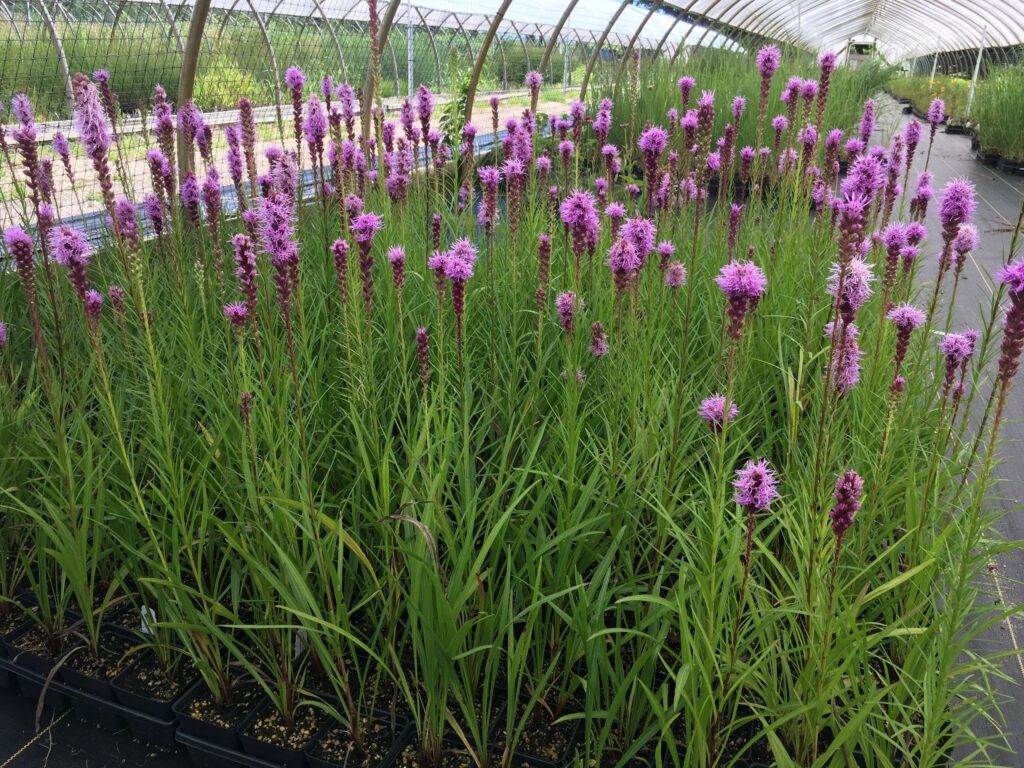 Marsh Blazing Star - Liatris spicata