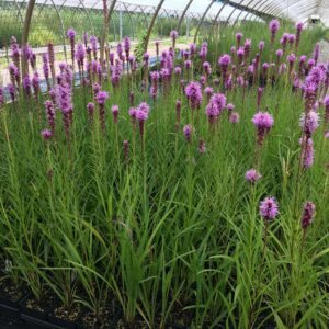 Marsh Blazing Star - Liatris spicata